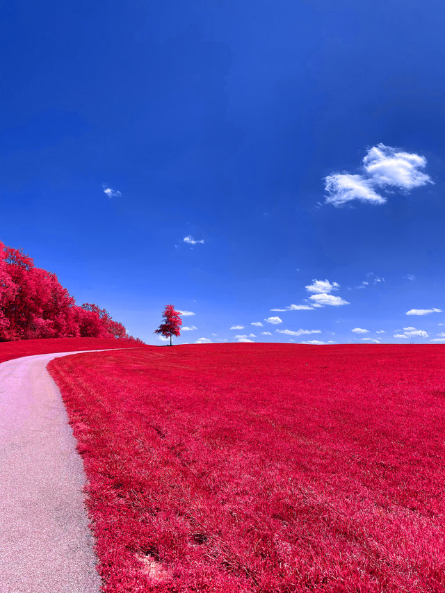 Path Meets Sky (Red) - Vertical Canvas